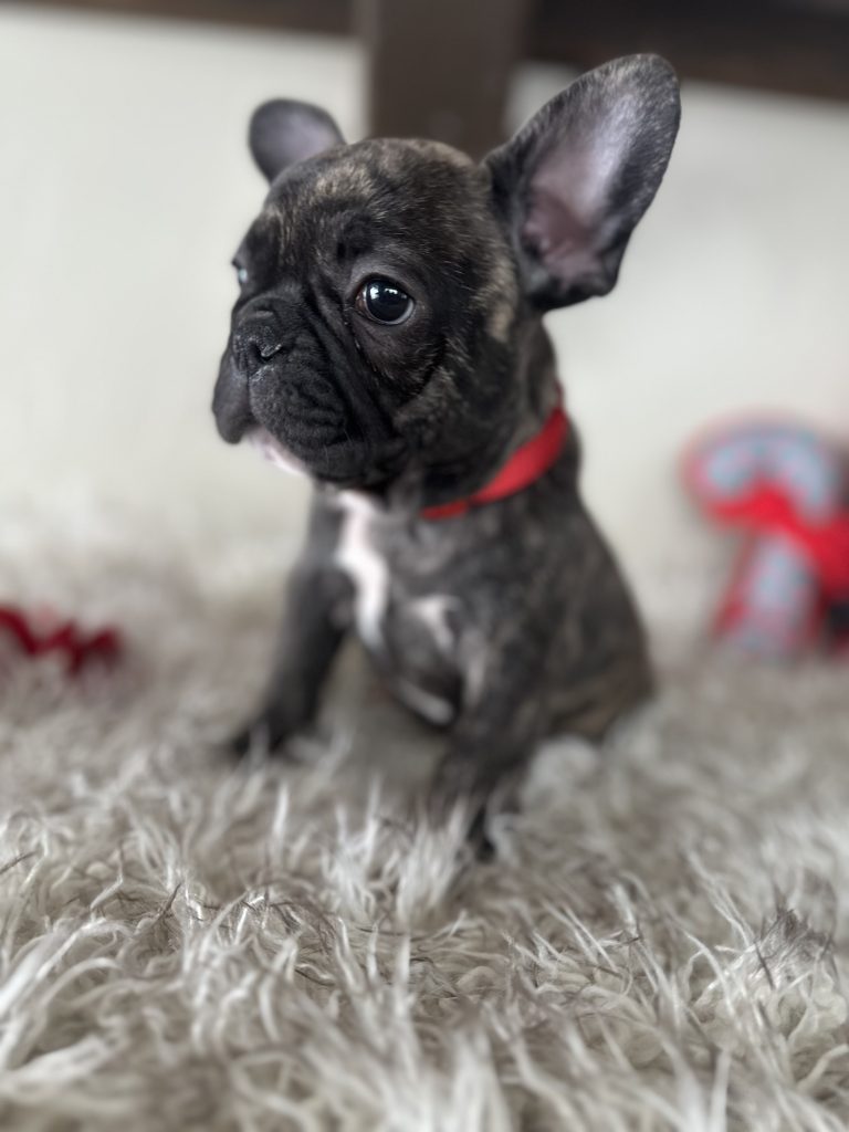 Rainbow | Brindle French Bulldog Female | Available Nov 23rd, 2024