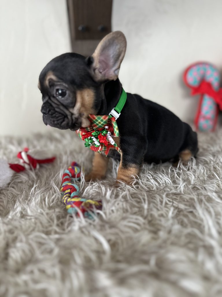 Rachelle | Black & Tan French Bulldog Female | Available Nov 23rd, 2024