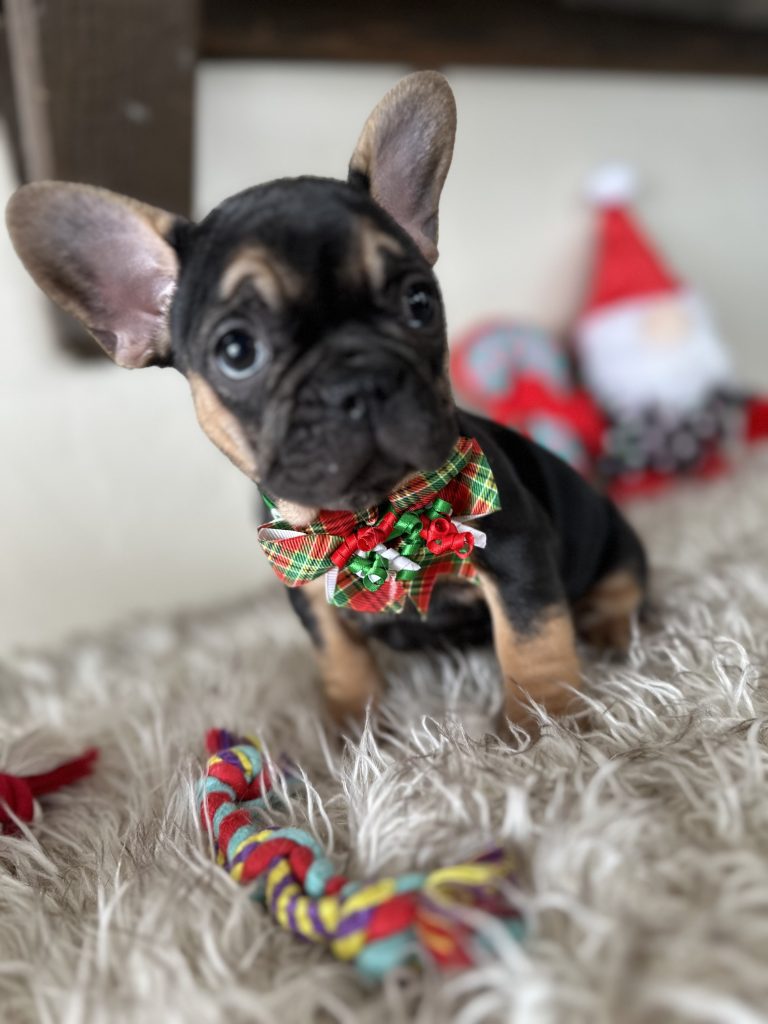 Rachelle | Black & Tan French Bulldog Female | Available Nov 23rd, 2024