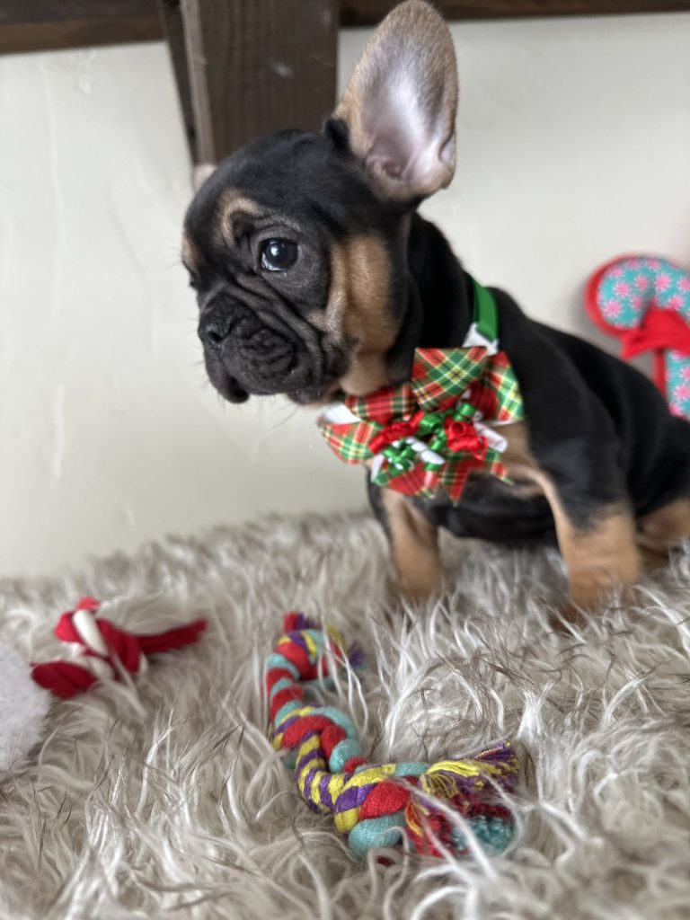 Rachelle | Black & Tan French Bulldog Female | Available Nov 23rd, 2024