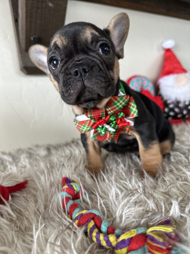 Rachelle | Black & Tan French Bulldog Female | Available Nov 23rd, 2024