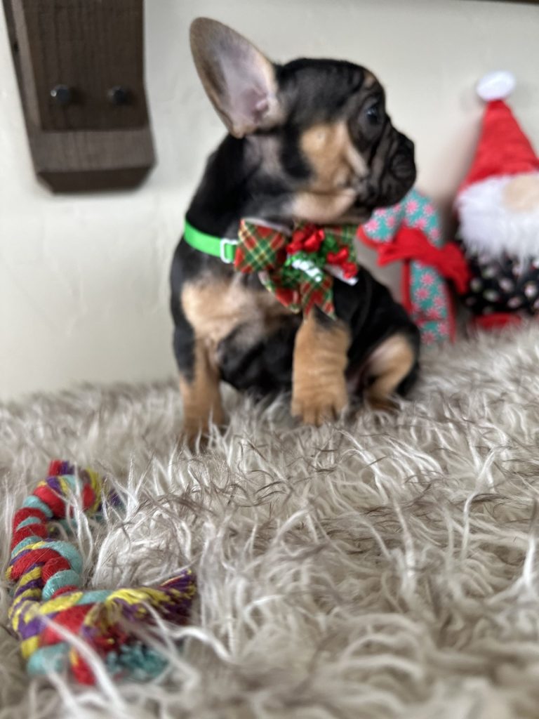 Rachelle | Black & Tan French Bulldog Female | Available Nov 23rd, 2024
