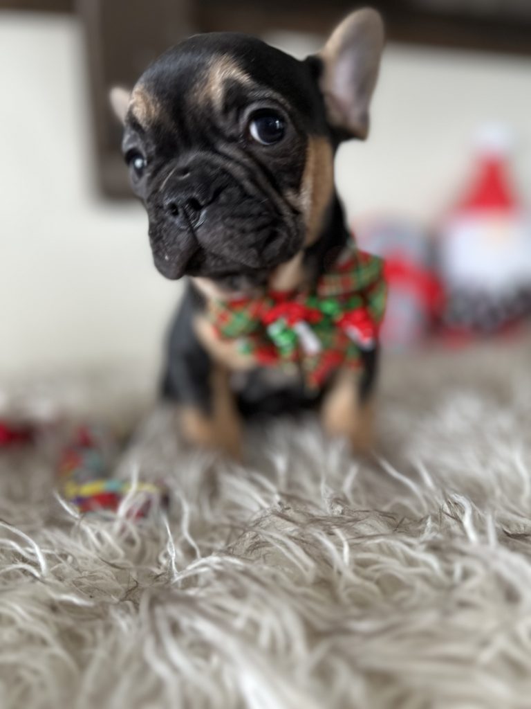 Rachelle | Black & Tan French Bulldog Female | Available Nov 23rd, 2024