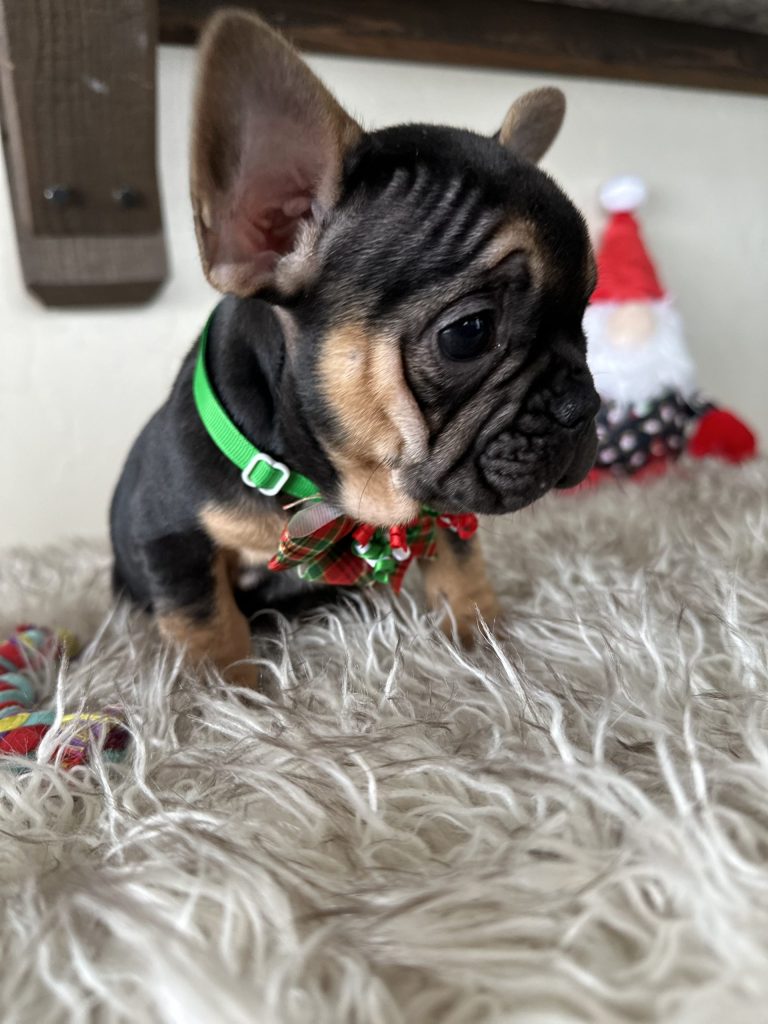 Rachelle | Black & Tan French Bulldog Female | Available Nov 23rd, 2024