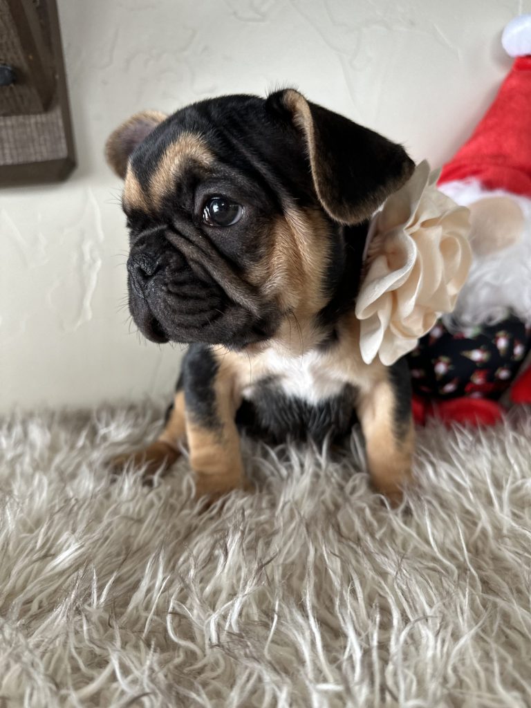 Rosie | Black & Tan French Bulldog Female | Available Nov 23rd, 2024