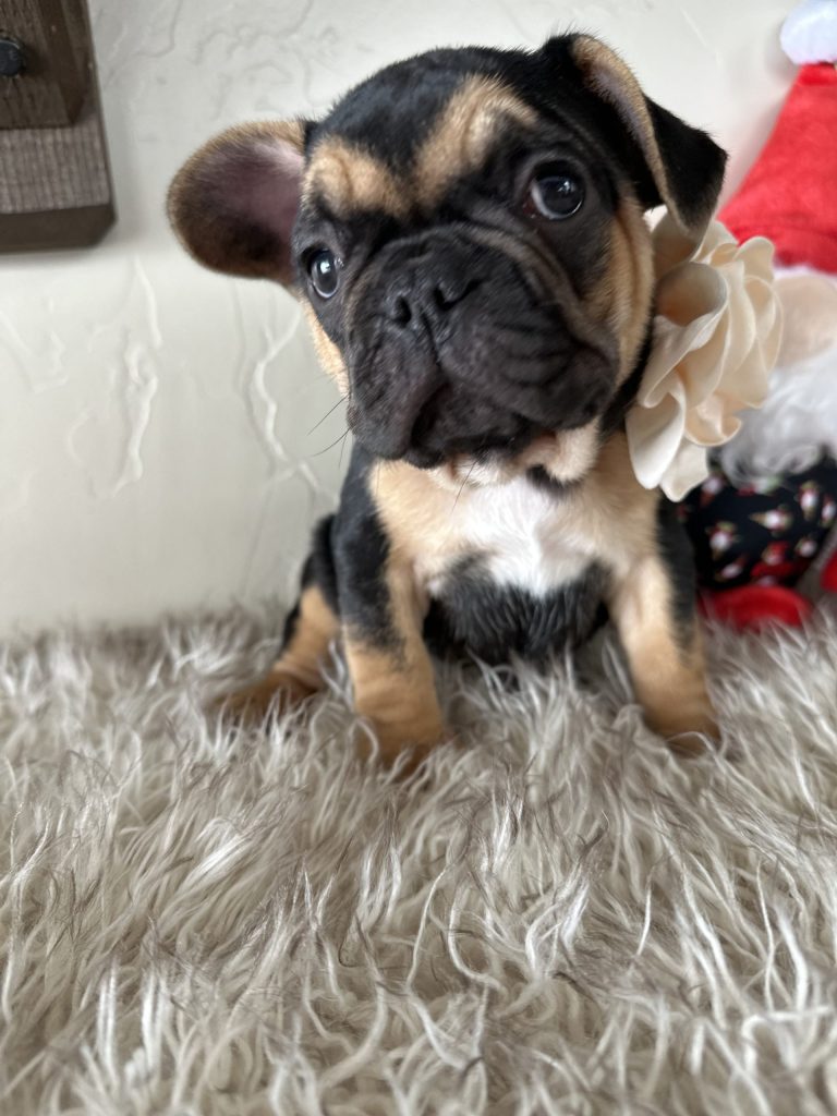 Rosie | Black & Tan French Bulldog Female | Available Nov 23rd, 2024