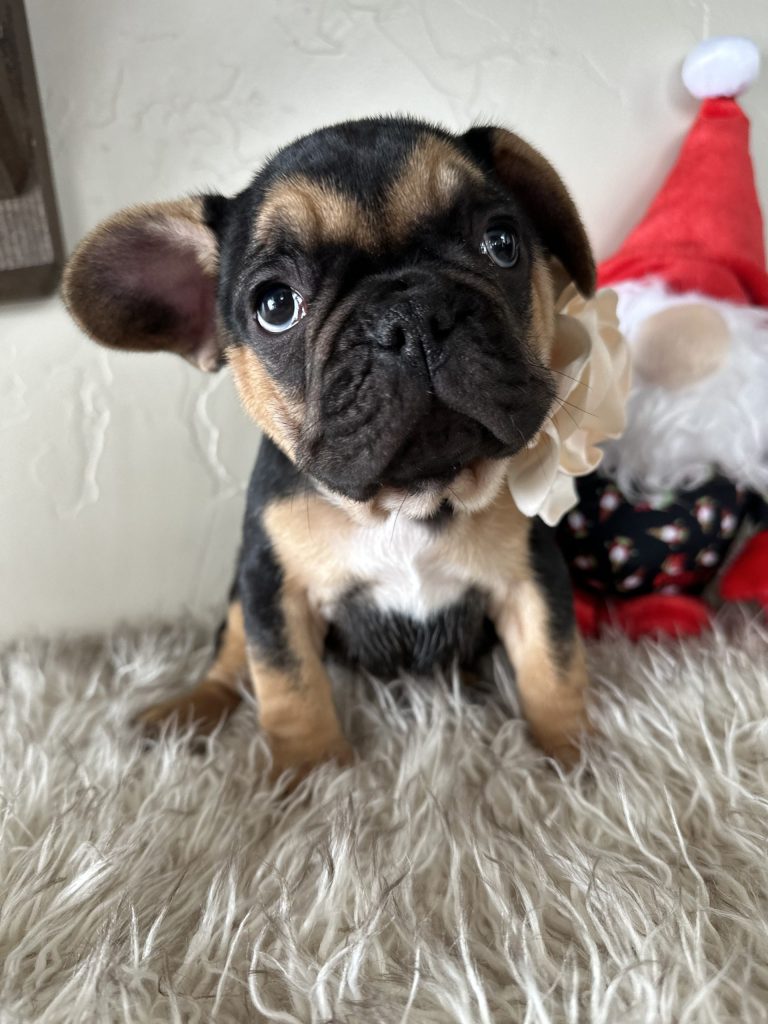 Rosie | Black & Tan French Bulldog Female | Available Nov 23rd, 2024