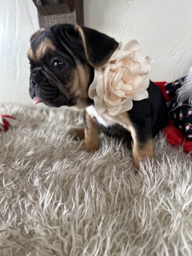 Rosie | Black & Tan French Bulldog Female | Available Nov 23rd, 2024