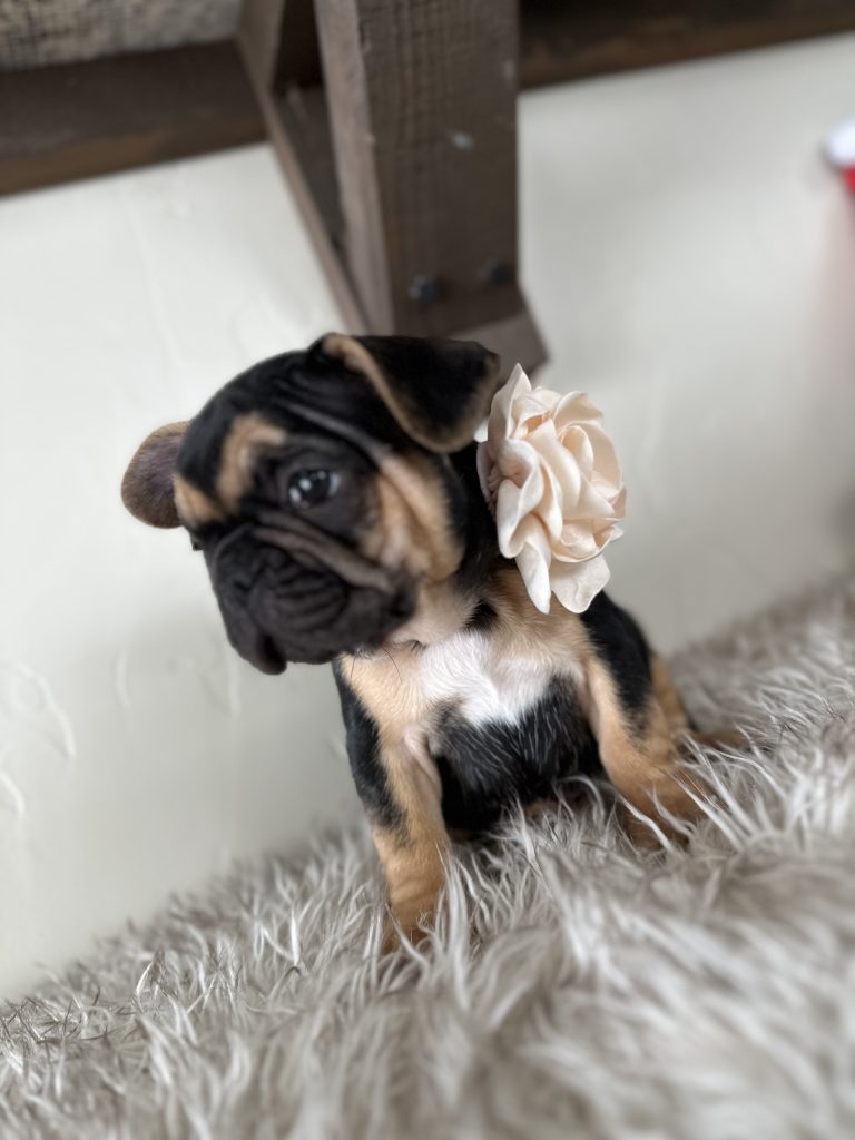 Rosie | Black & Tan French Bulldog Female | Available Nov 23rd, 2024