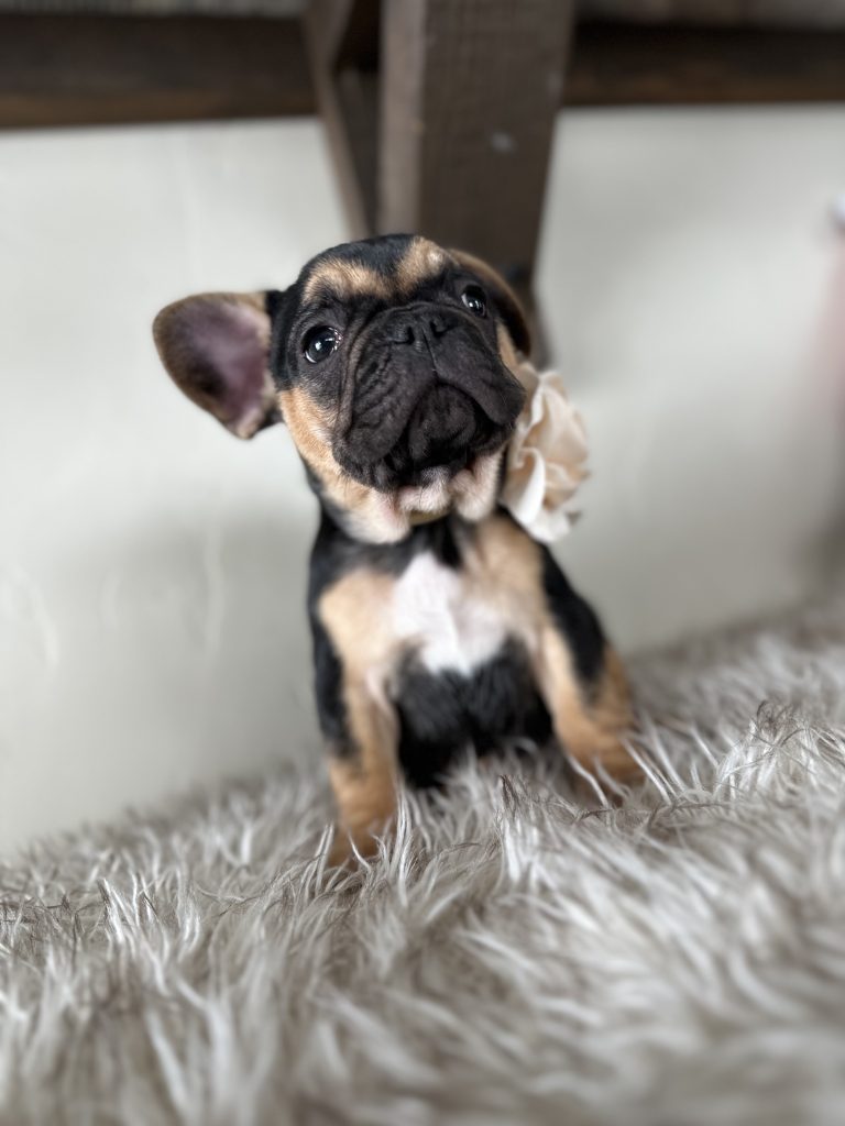 Rosie | Black & Tan French Bulldog Female | Available Nov 23rd, 2024