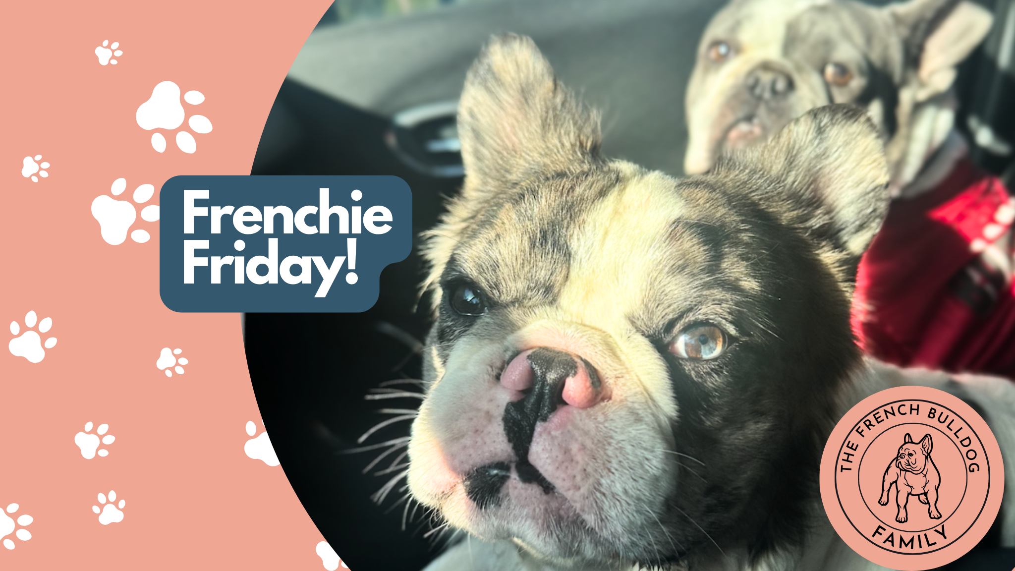 Frenchie Friday Sep 21st, 2024