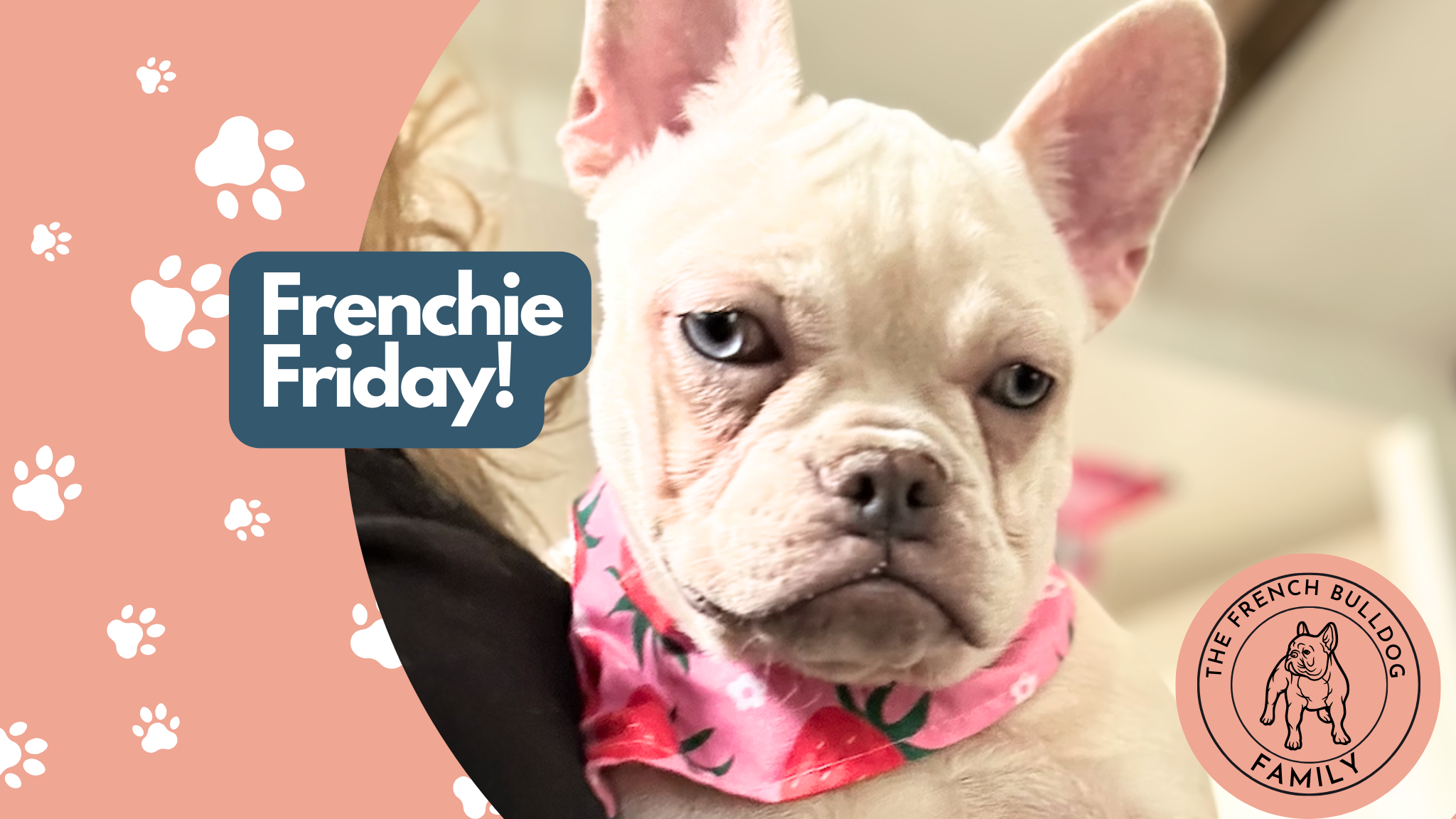 Frenchie Friday Oct 12th, 2024