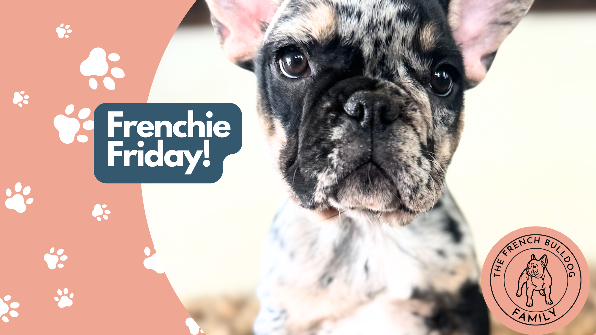 Frenchie Friday Sep 14th, 2024