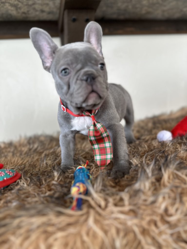 Cabo | Lilac French Bulldog Male | Available This Christmas