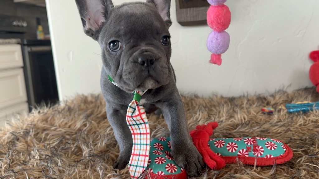 Charlie | Blue French Bulldog Male | Available This Christmas