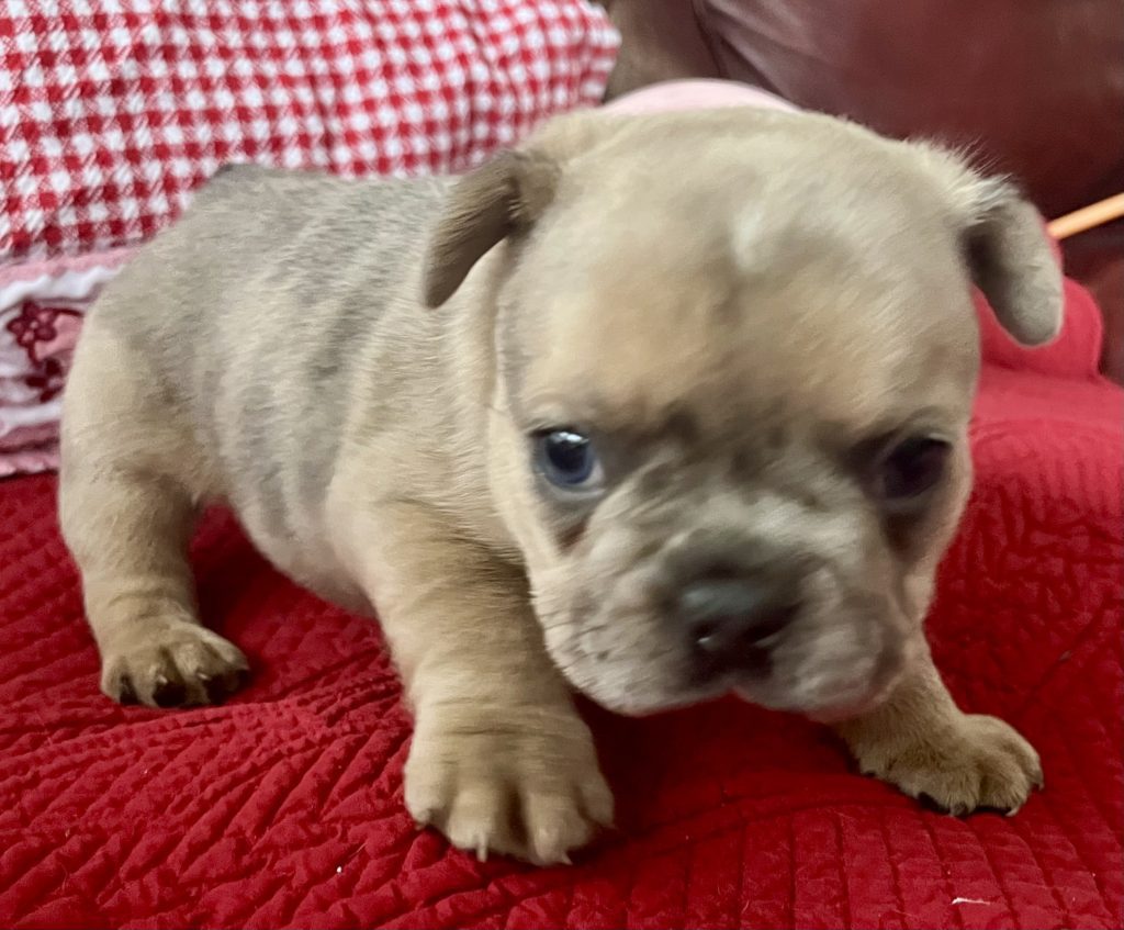 Hannah | Blue Fawn Merle French Bulldog Female | Available on Feb 23rd, 2025
