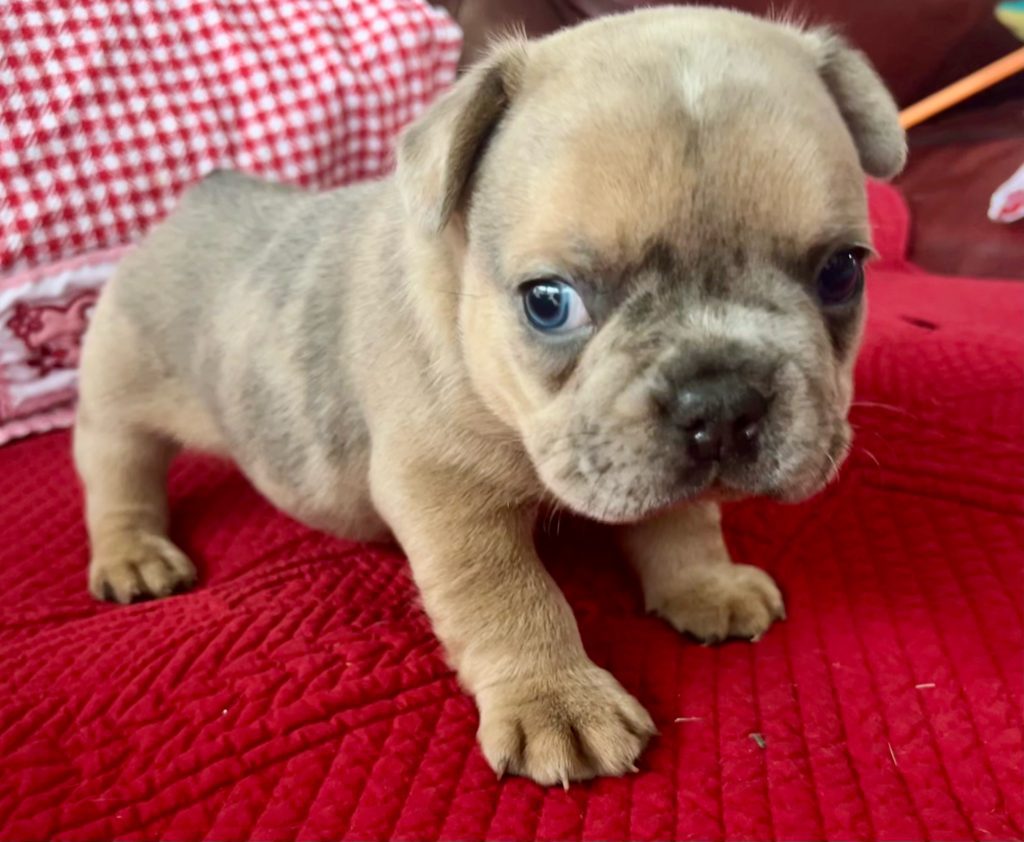 Hannah | Blue Fawn Merle French Bulldog Female | Available on Feb 23rd, 2025