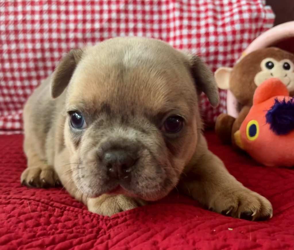 Hannah | Blue Fawn Merle French Bulldog Female | Available on Feb 23rd, 2025