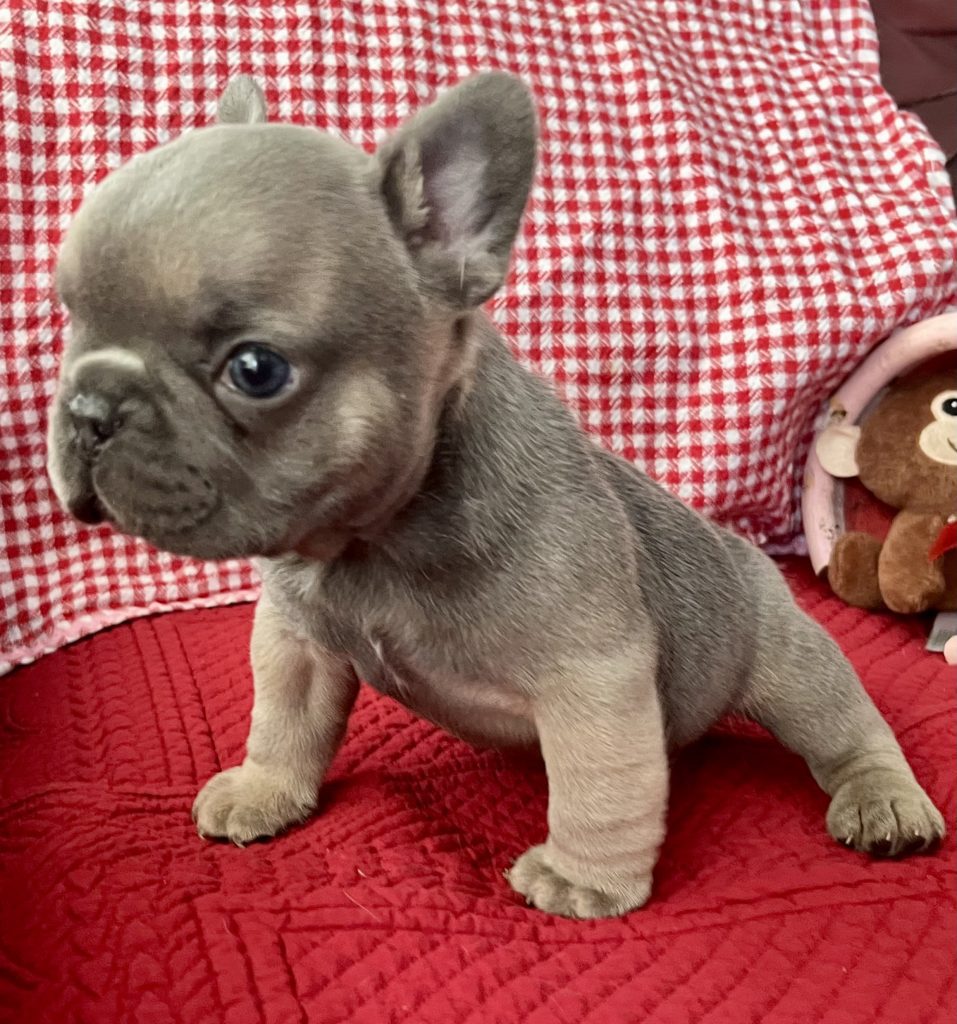 Hugo | Blue Sable French Bulldog Male | Available on Feb 23rd, 2025