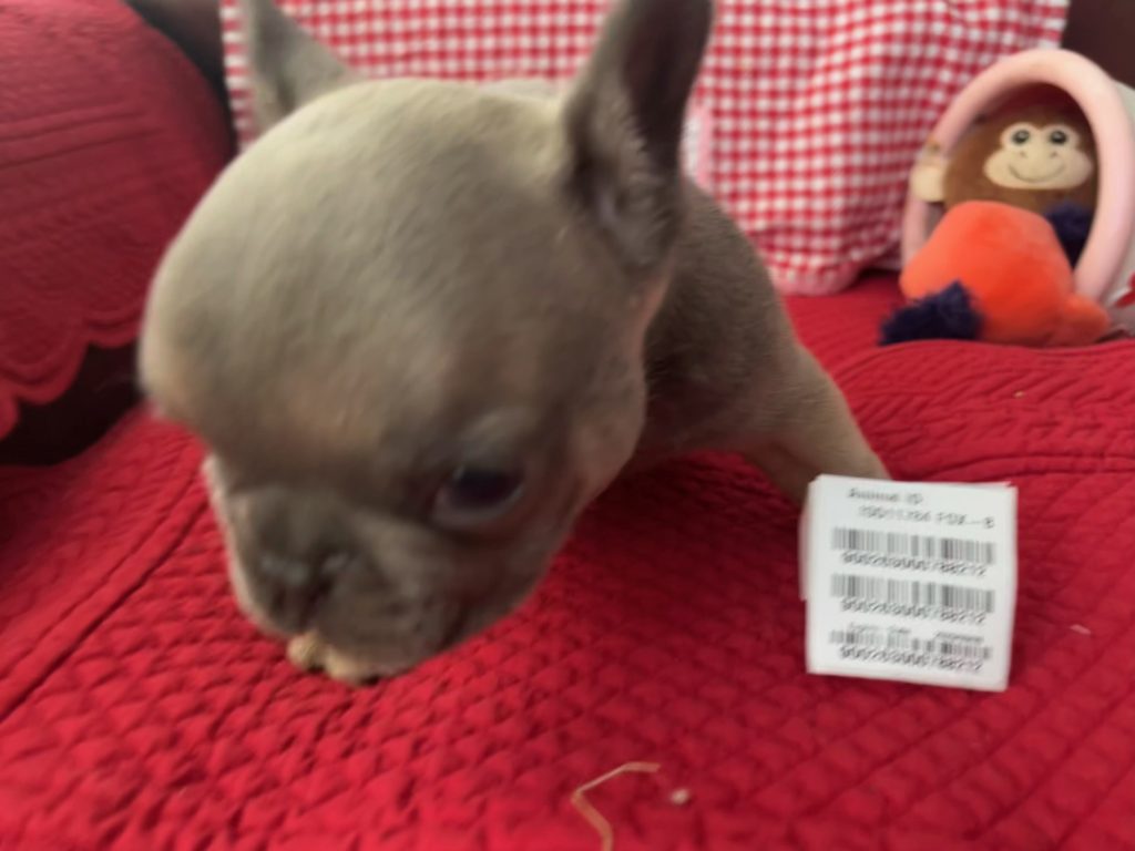 Hugo | Blue Sable French Bulldog Male | Available on Feb 23rd, 2025