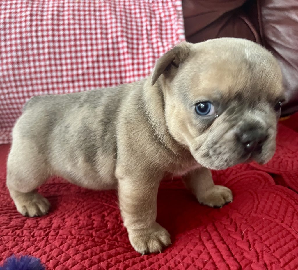 Hannah | Blue Fawn Merle French Bulldog Female | Available on Feb 23rd, 2025