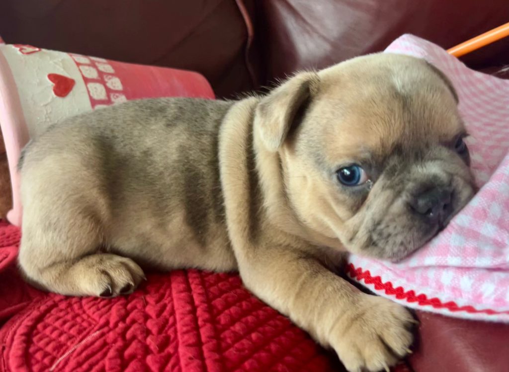 Hannah | Blue Fawn Merle French Bulldog Female | Available on Feb 23rd, 2025