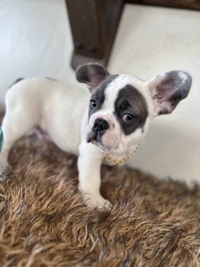 Domino | Blue Pied French Bulldog Male | Available Now