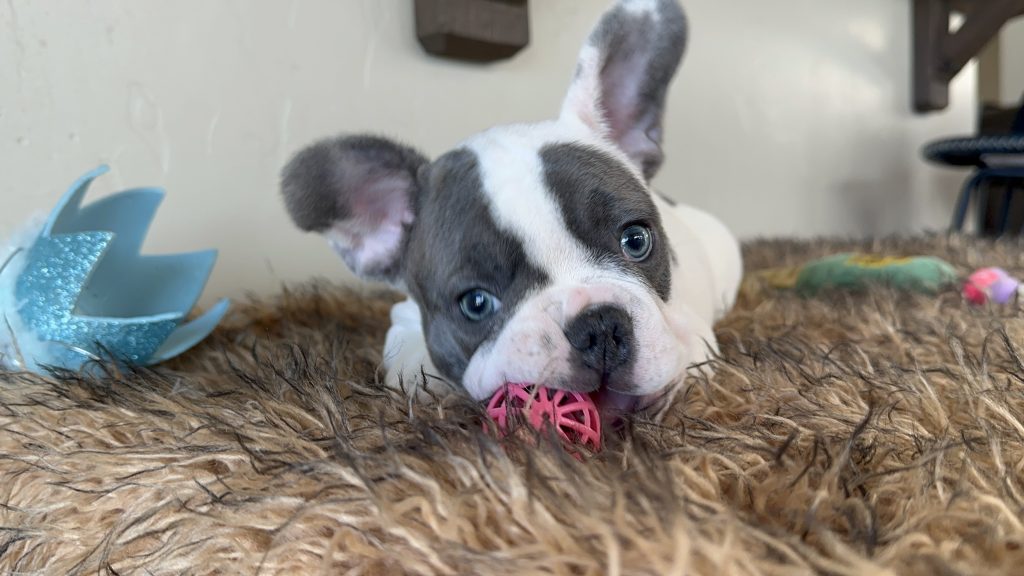 Domino | Blue Pied French Bulldog Male | Available Now