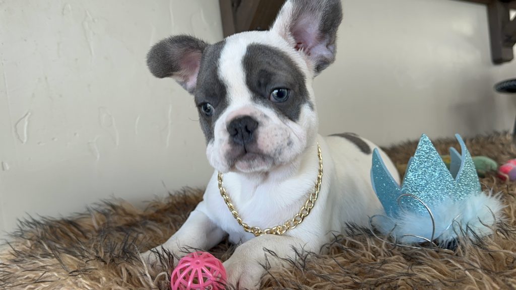 Domino | Blue Pied French Bulldog Male | Available Now
