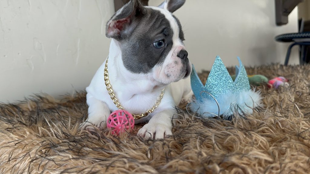 Domino | Blue Pied French Bulldog Male | Available Now