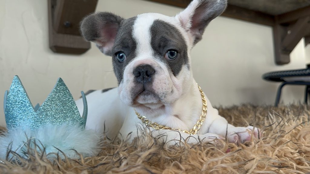 Domino | Blue Pied French Bulldog Male | Available Now