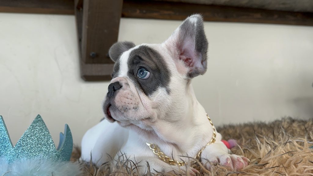 Domino | Blue Pied French Bulldog Male | Available Now