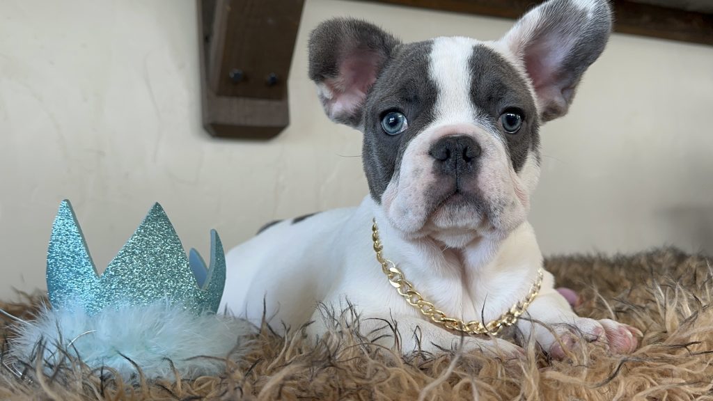 Domino | Blue Pied French Bulldog Male | Available Now