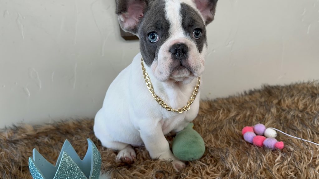 Domino | Blue Pied French Bulldog Male | Available Now