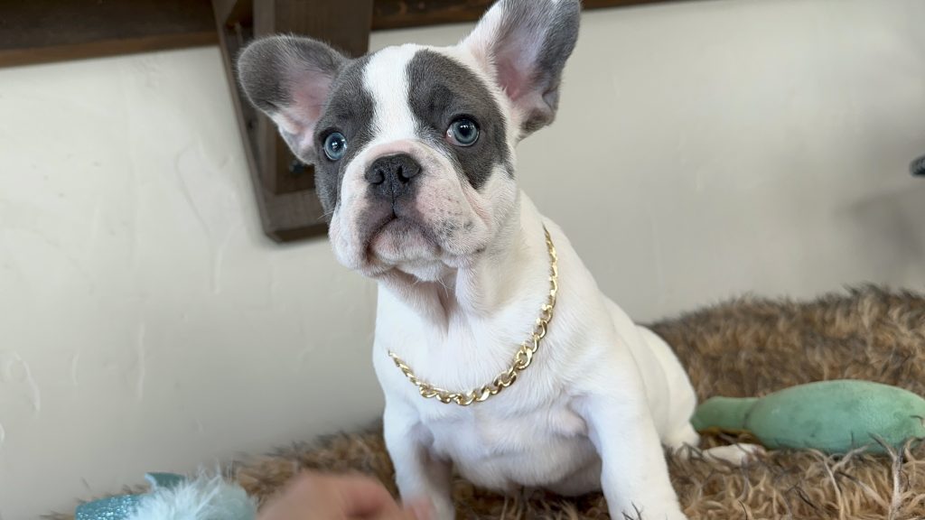 Domino | Blue Pied French Bulldog Male | Available Now