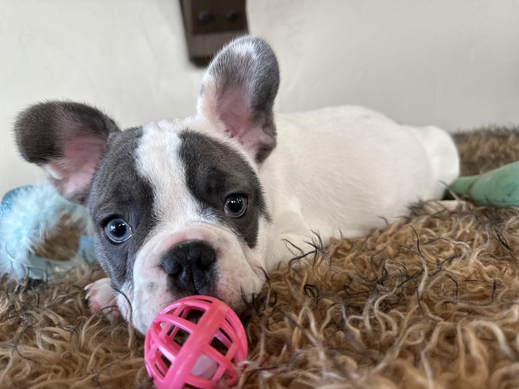 Domino | Blue Pied French Bulldog Male | Available Now