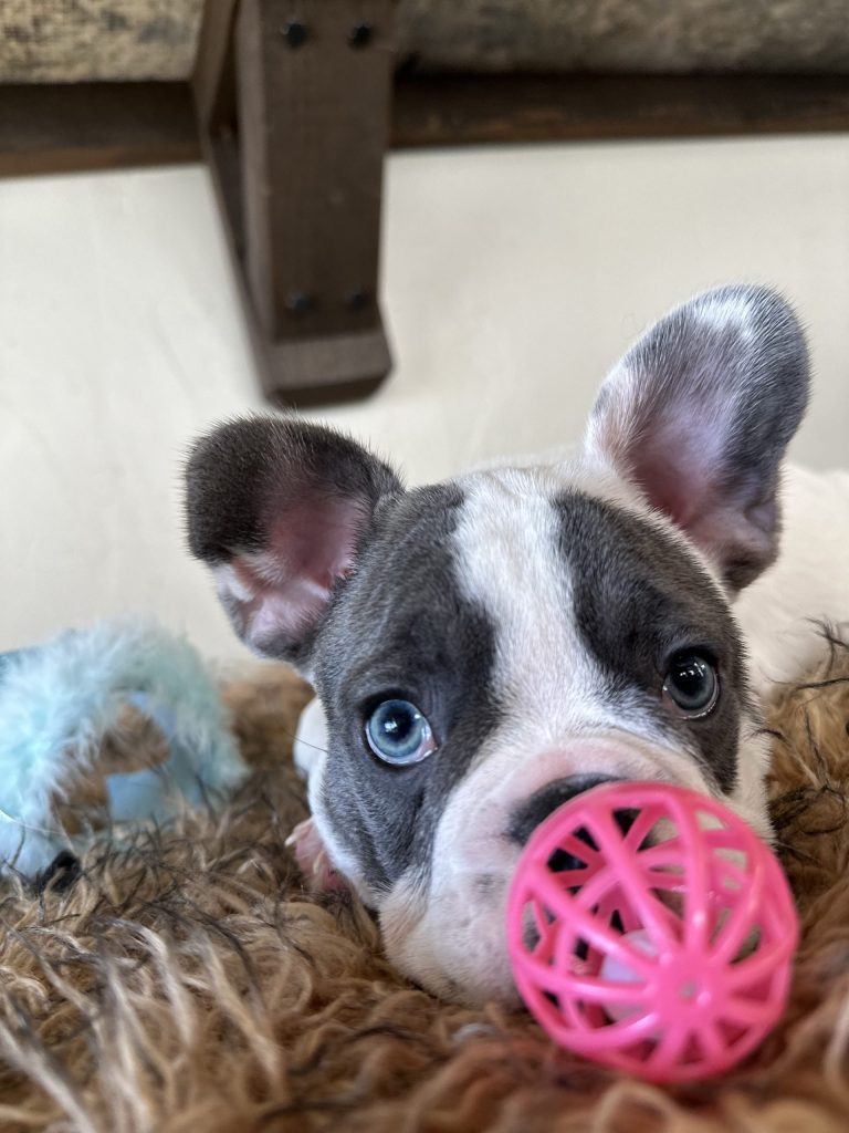 Domino | Blue Pied French Bulldog Male | Available Now