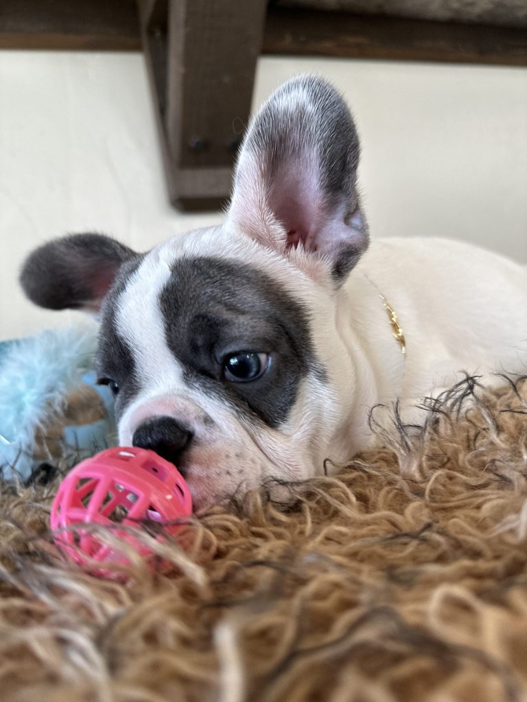 Domino | Blue Pied French Bulldog Male | Available Now
