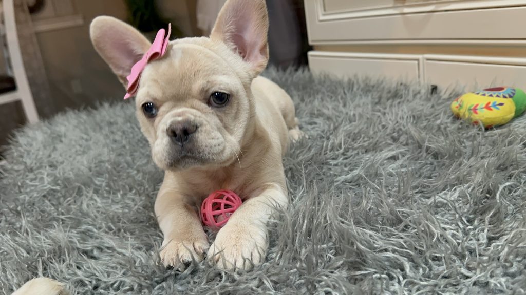 Annabelle | Cream French Bulldog Female | Available Now