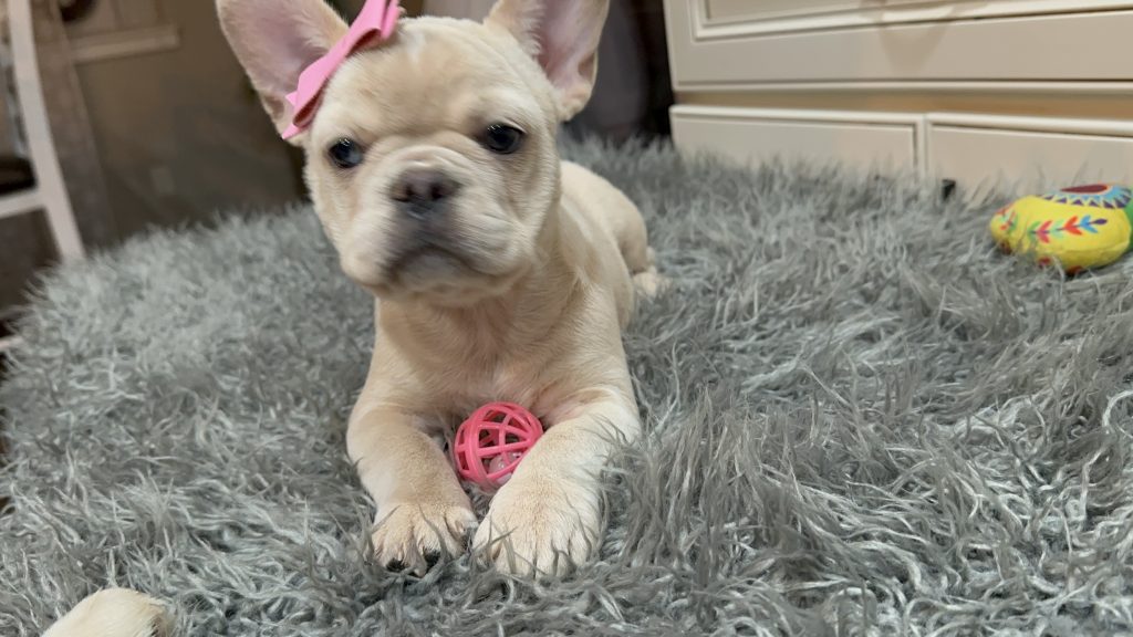 Annabelle | Cream French Bulldog Female | Available Now