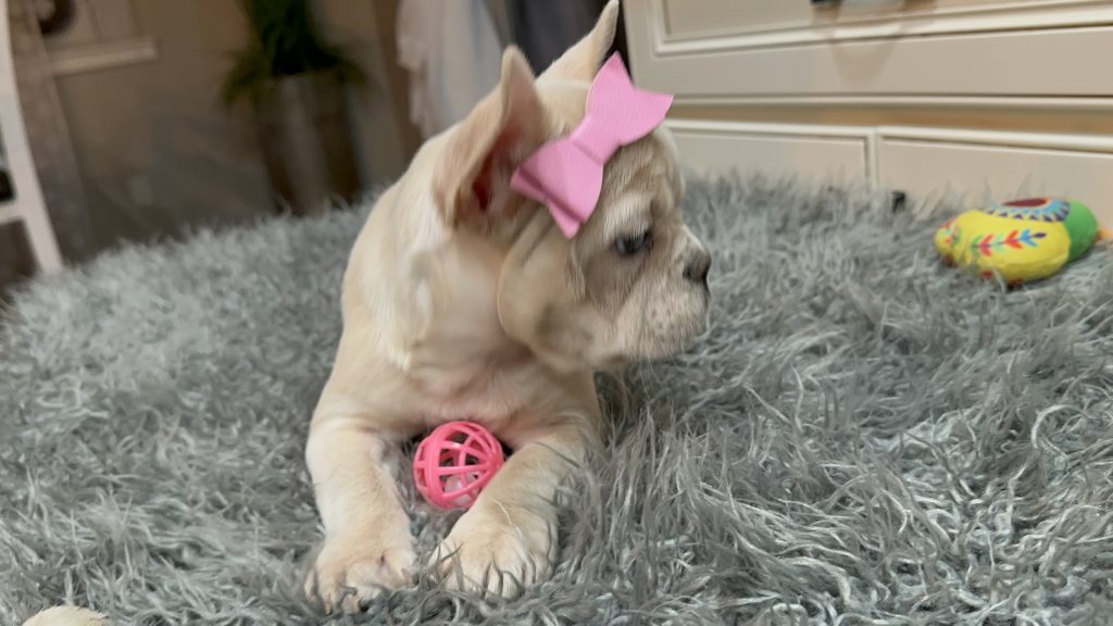 Annabelle | Cream French Bulldog Female | Available Now