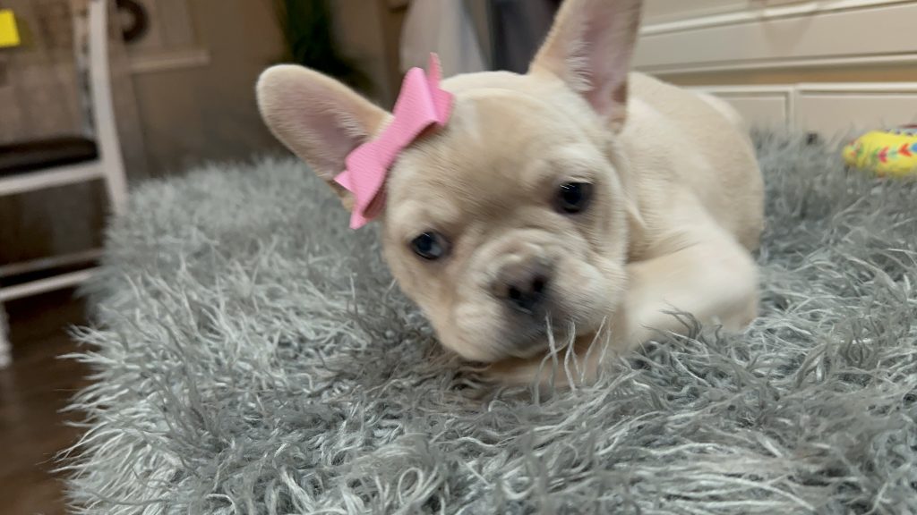 Annabelle | Cream French Bulldog Female | Available Now