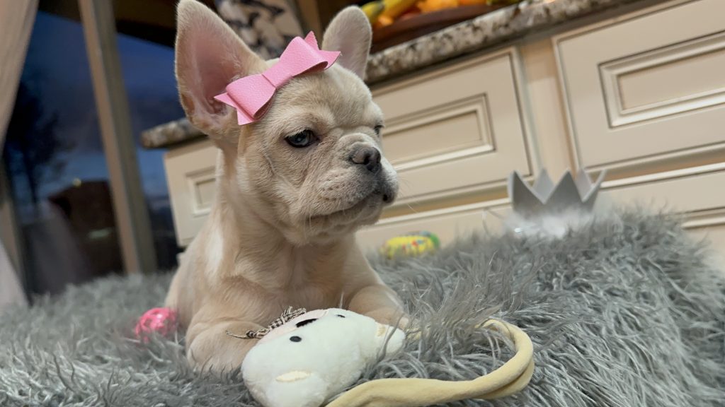 Annabelle | Cream French Bulldog Female | Available Now