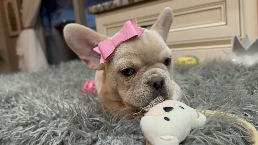 Annabelle | Cream French Bulldog Female | Available Now