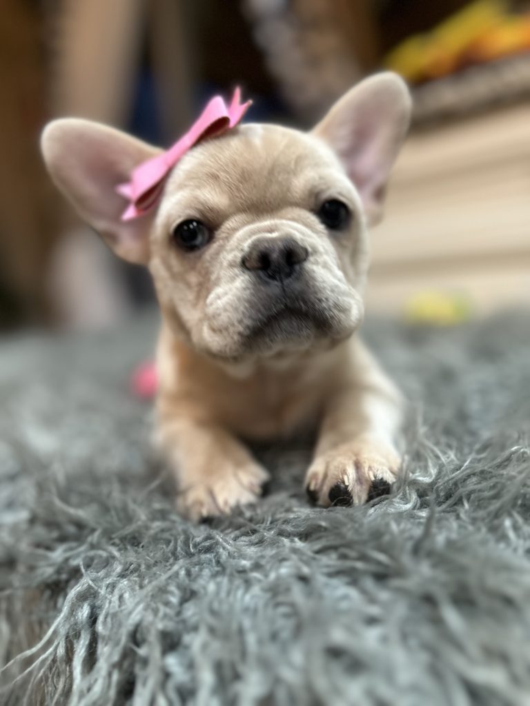 Annabelle | Cream French Bulldog Female | Available Now