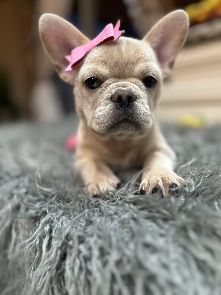 Annabelle | Cream French Bulldog Female | Available Now