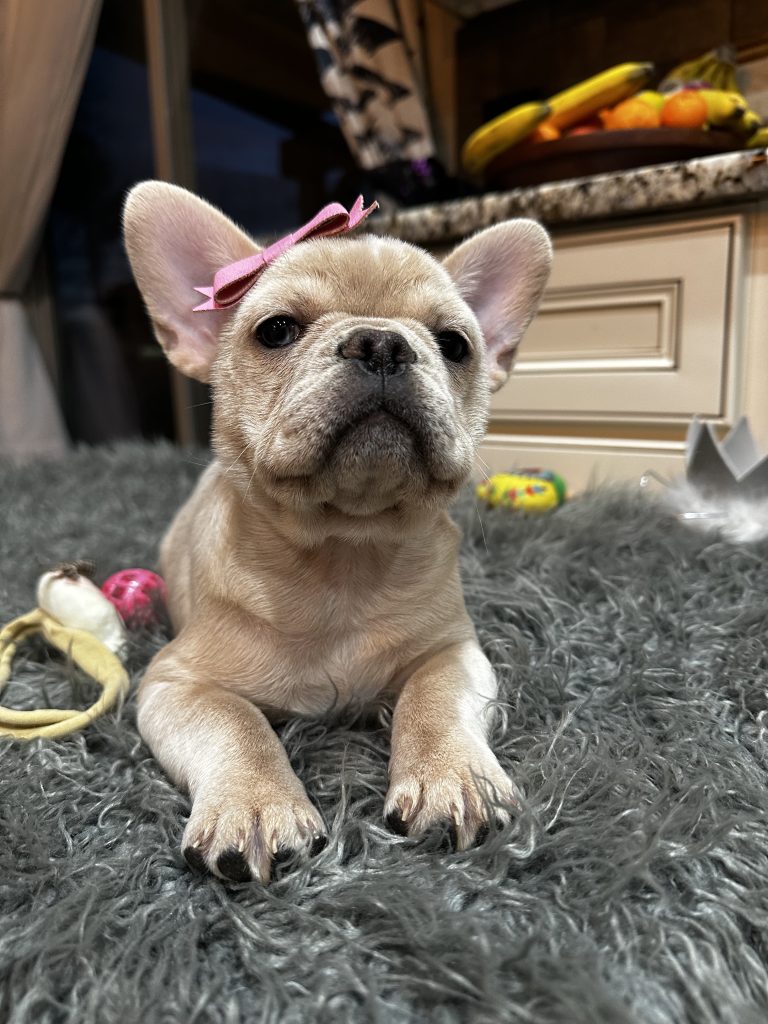 Annabelle | Cream French Bulldog Female | Available Now