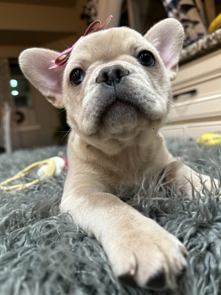 Annabelle | Cream French Bulldog Female | Available Now