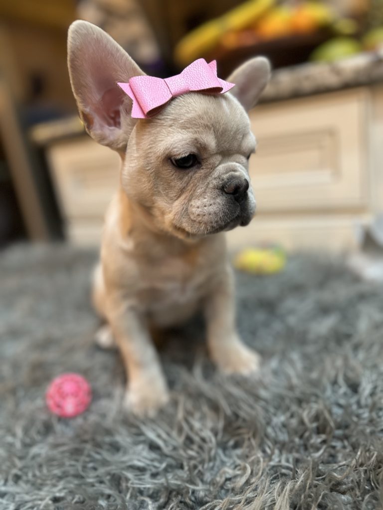 Annabelle | Cream French Bulldog Female | Available Now