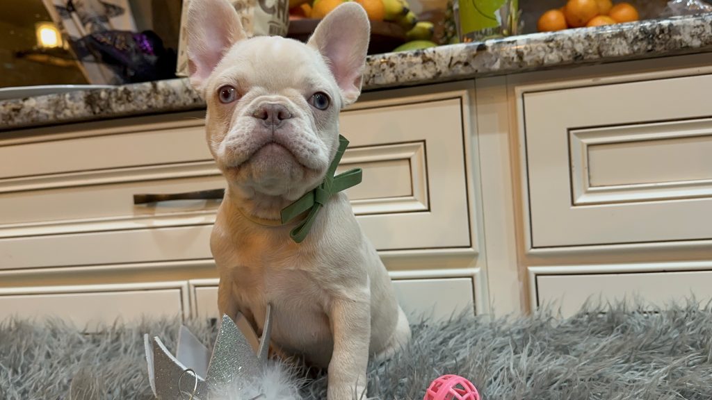 Addie | Platinum French Bulldog Female | Available Now